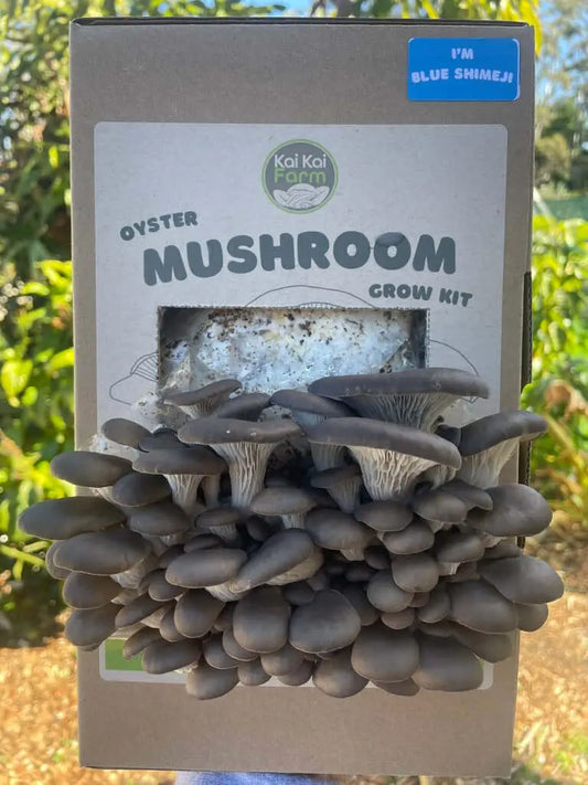 Kai Kai Farm's Blue Shimeji Oyster Organic Mushroom Grow Kit Fruiting, nearly ready to harvest