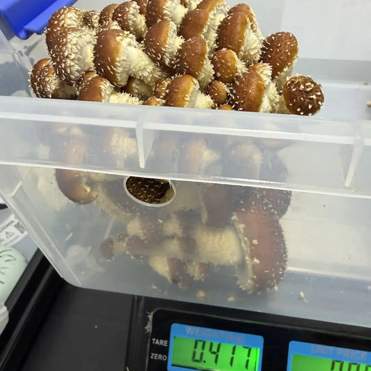 First Flush Harvest Weight - 417g For a Chestnut Ready To Fruit Block