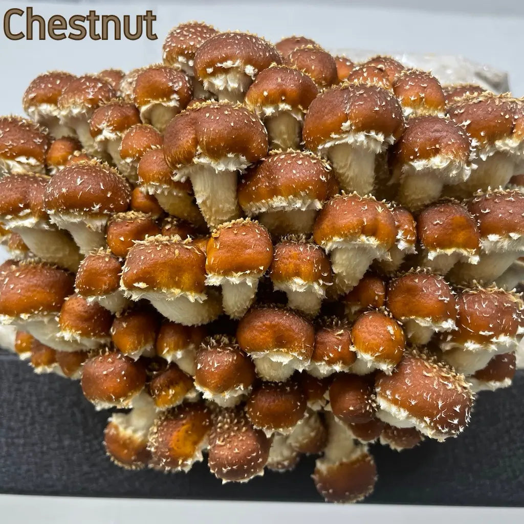 Chestnut Mushrooms Grown on Pasteurised Master's Mix