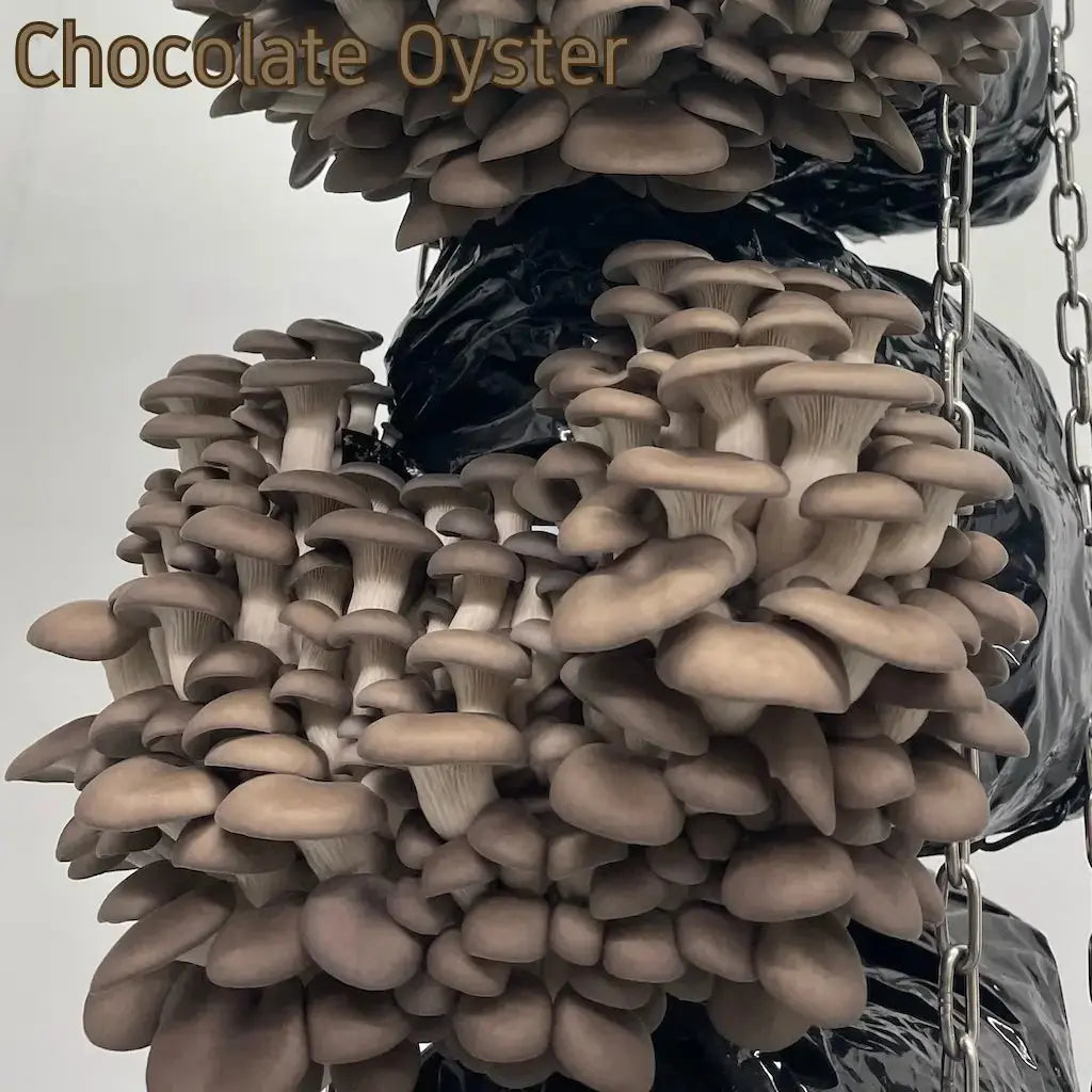 Fruiting Cluster Of Chocolate Oyster Mushrooms
