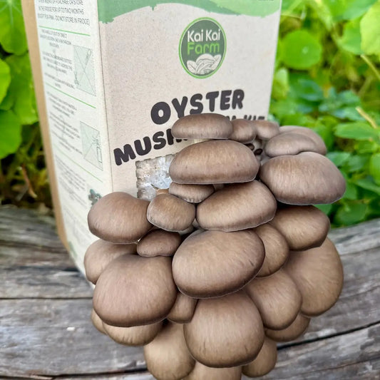 Chocolate Oyster Mushroom Grow Kit nearly ready to harvest and enjoy