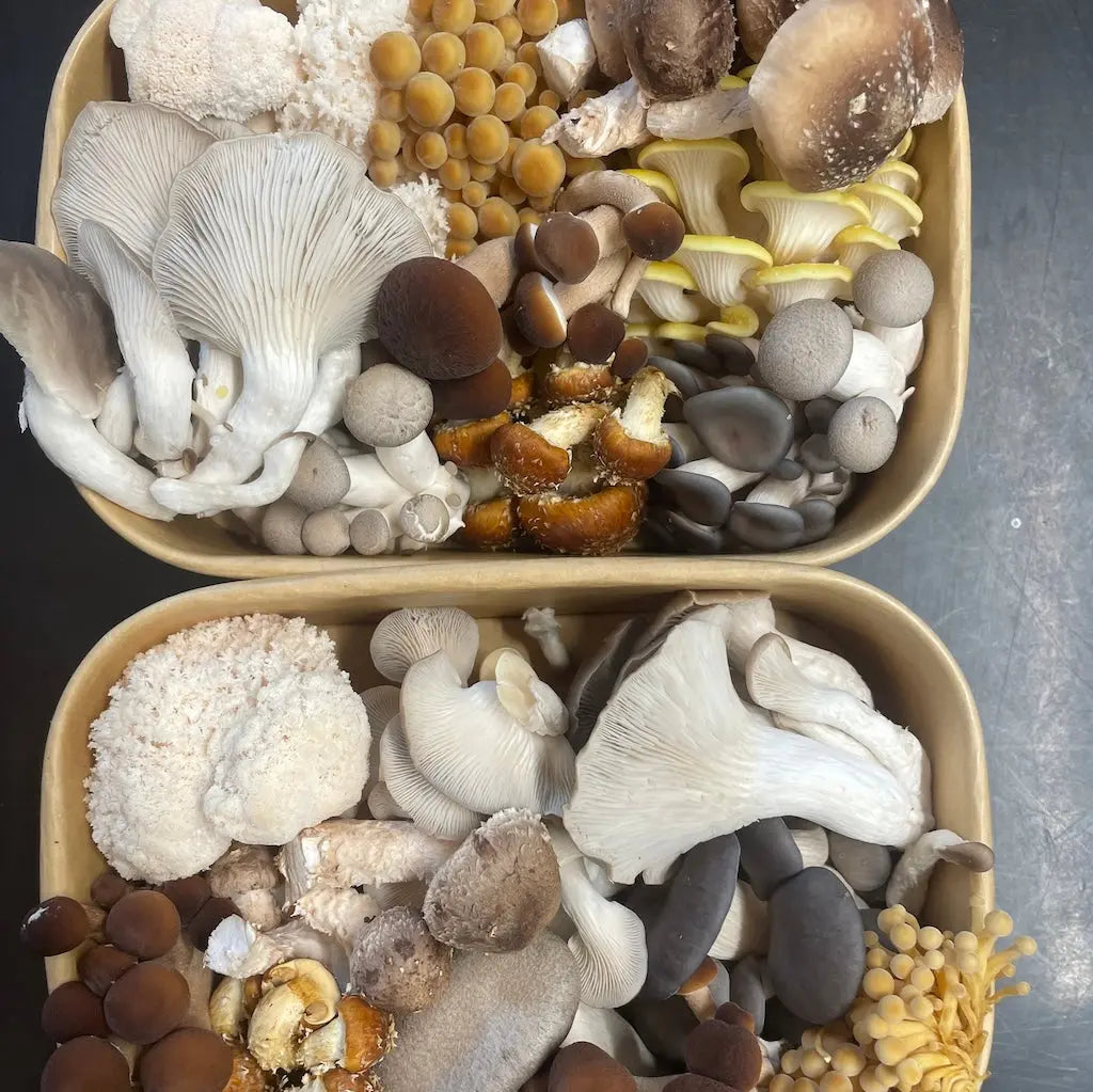 Gourmet Mushroom Medley - Kai Kai Farm