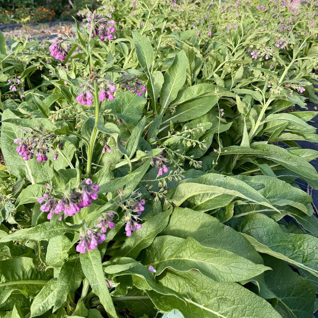 Fermented Plant Extracts with Comfrey Kai Kai Farm