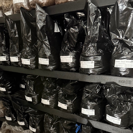 Commercial 2.5KG Grow Blocks Inoculated