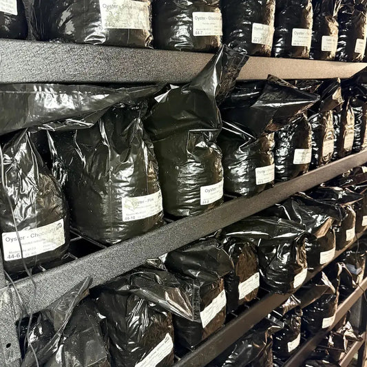 Commerical 2.5KG Grow Blocks Ready To Fruit