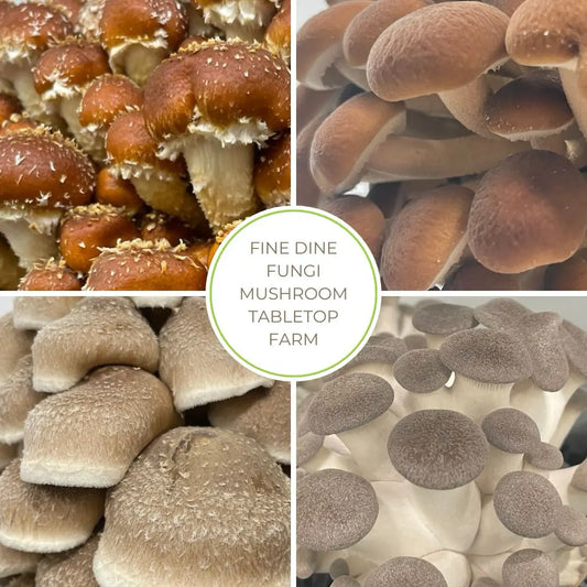 Fine Dine Fungi Tabletop Mushroom Farm