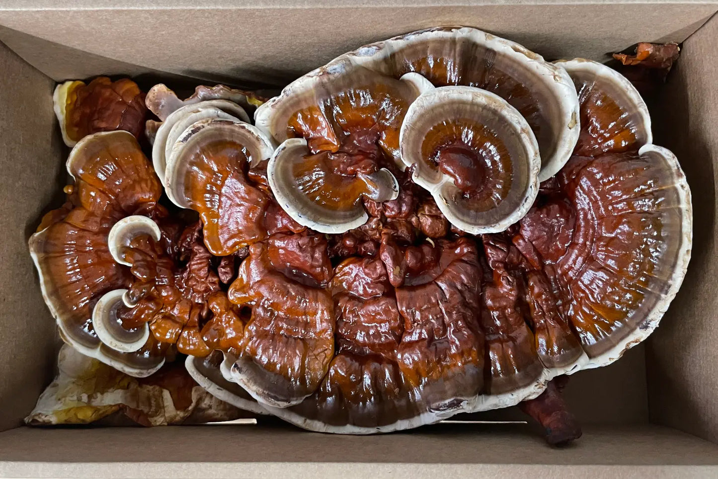 Medium box of fresh Reishi Mushroom