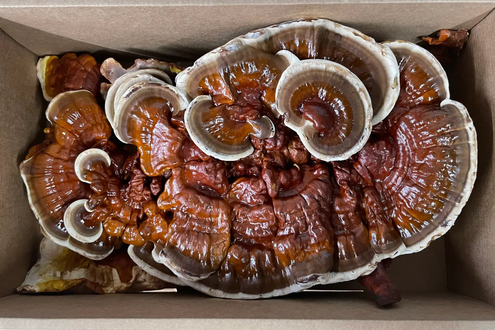 Medium box of fresh Reishi Mushroom