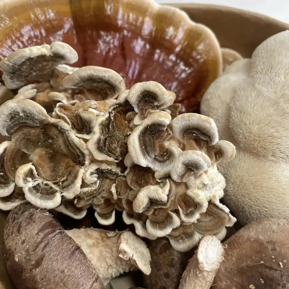 Functional Mushroom Medley Kai Kai Farm
