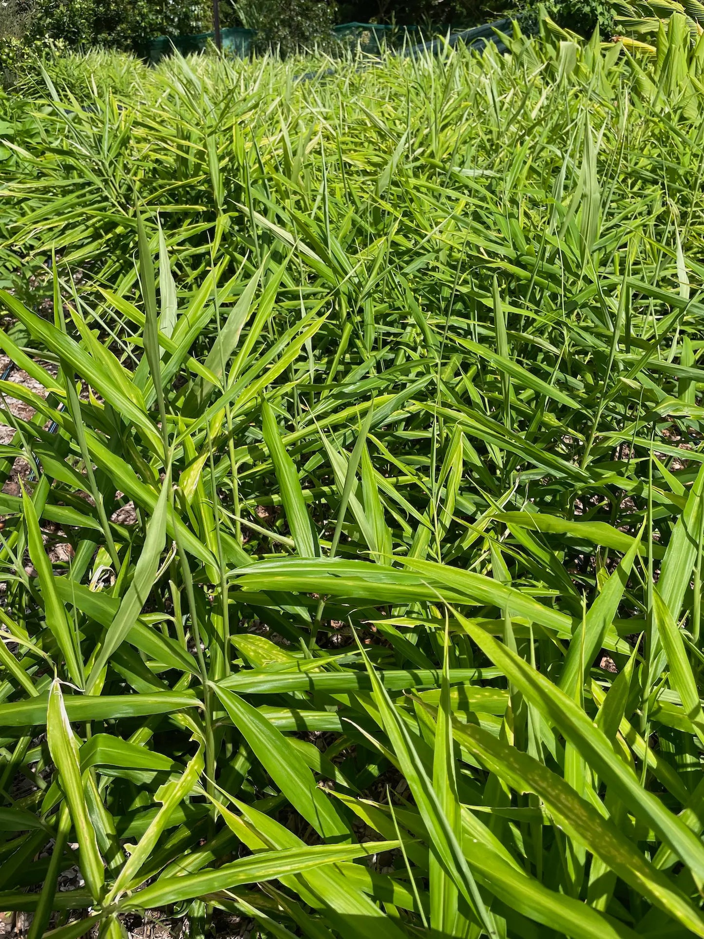 Ginger Plants In Field - No Spray And Organically Grown