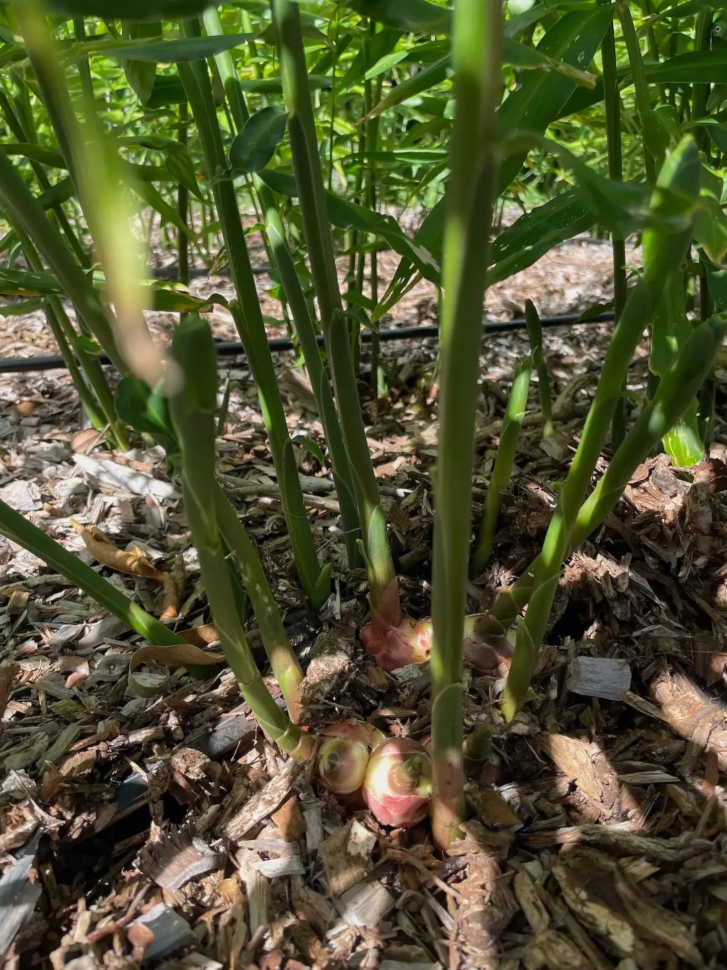 Ginger Root Starting To Grow - No Spray And Organically Grown