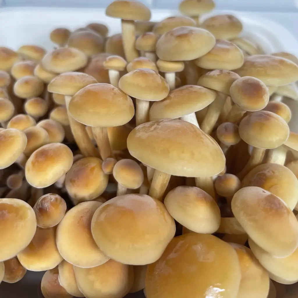 Close Up Of Golden Enoki Mushrooms