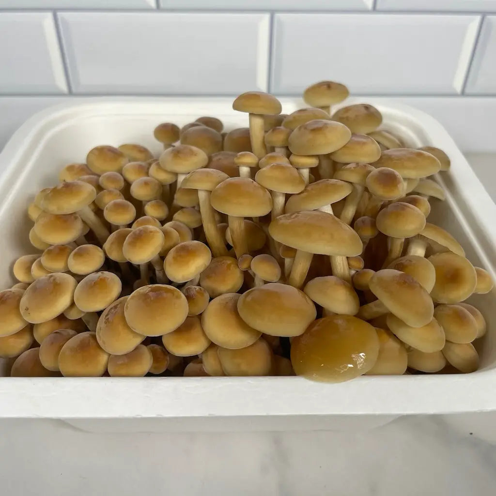 Small Box Of Golden Enoki Mushrooms