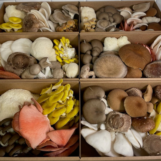 Large boxes of gourmet mushroom medley