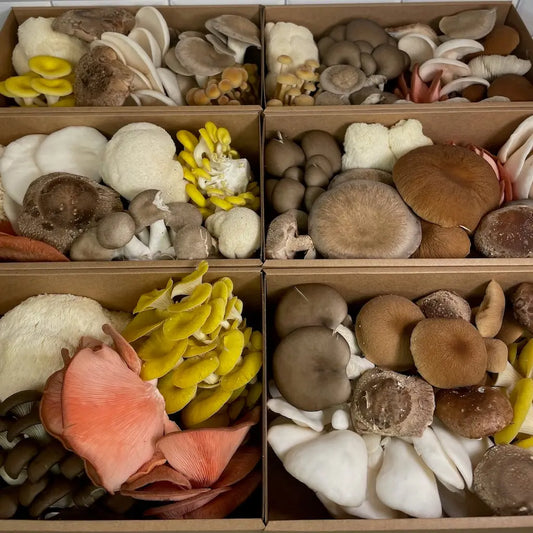 Large boxes of gourmet mushroom medley