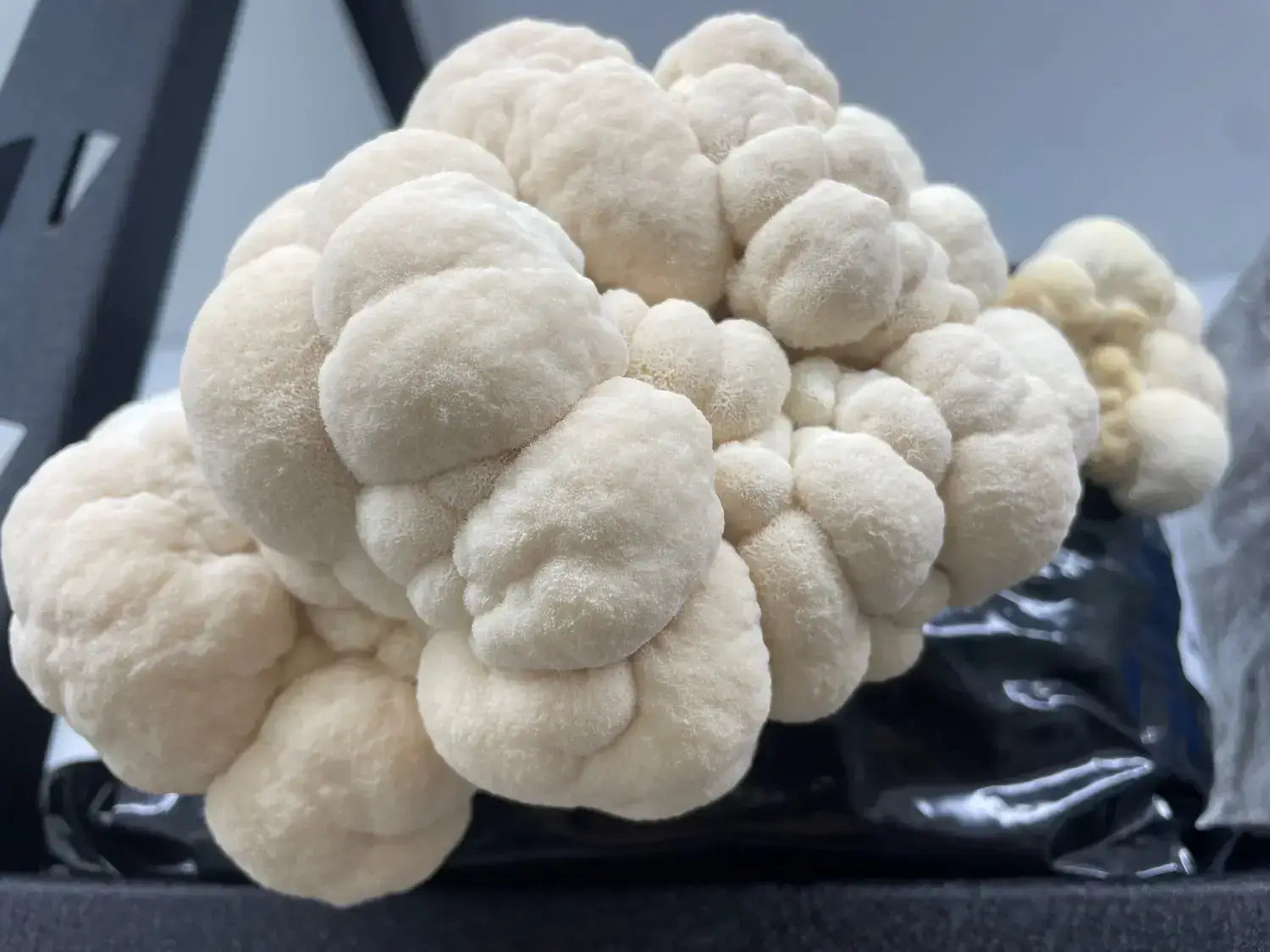 Lion's Mane Mushrooms Grown on Pasteurised Master's Mix