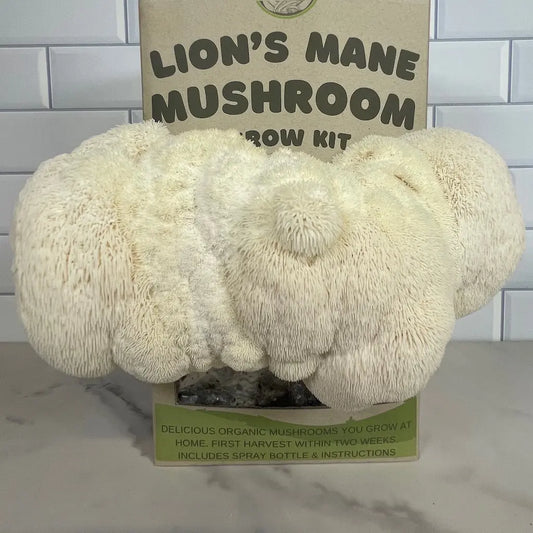 Lion's Mane Organic Mushroom Grow Kit Fruiting And Nearly Ready To Harvest