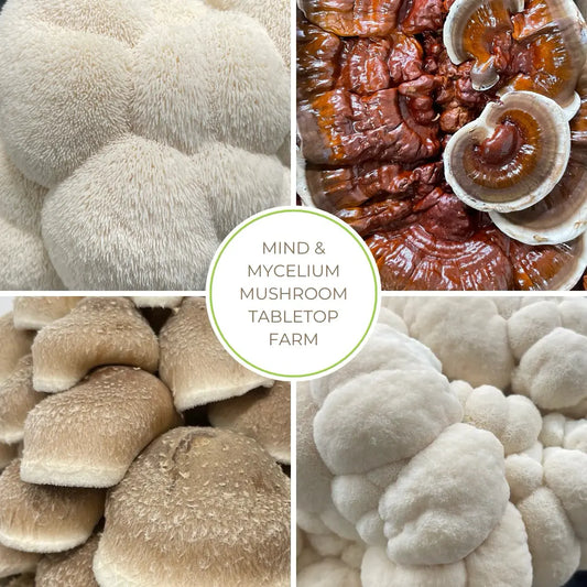 Mind & Mycelium Tabletop Mushroom Farm Hero Image