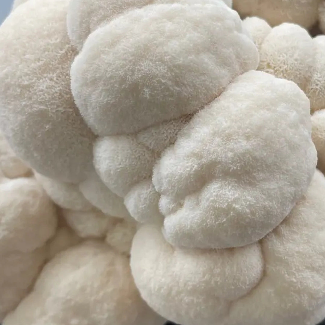Mind & Mycelium Tabletop Mushroom Farm