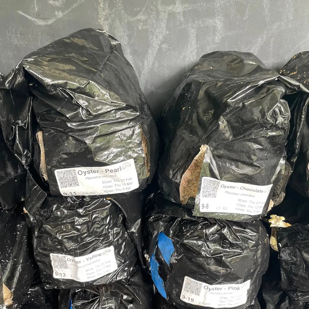 Mushroom Ex Fruiting Blocks Loaded On The Stall=