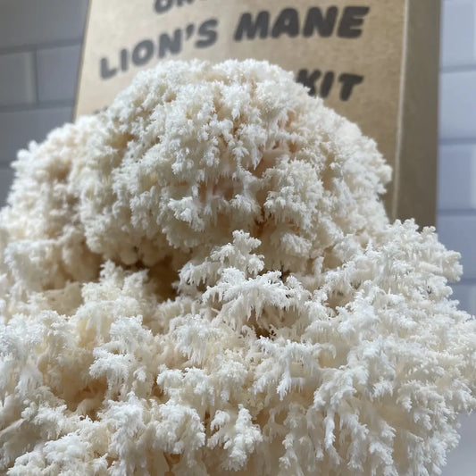Lion's Mane Snowflake or Coraltooth Mushroom Grow Kit Fruiting