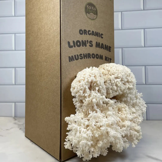 Organic lion's mane snowflake or coraltooth mushroom kit with packaging on a tiled background