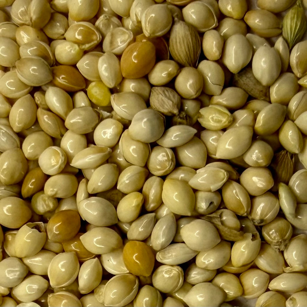 Close Up Of Organic Millet Grain