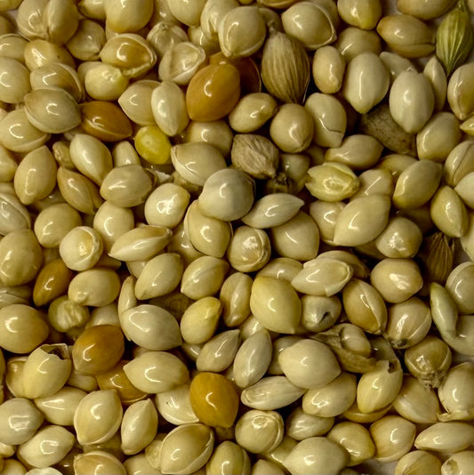 Close Up Of Organic Millet Grain