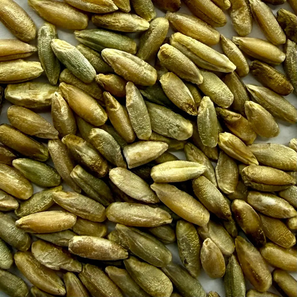 Close Up Of Organic Rye Grain
