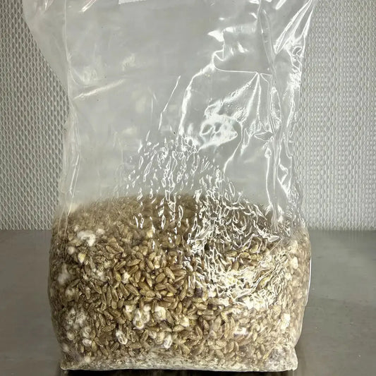 Organic Rye Grain Mushroom Grain Spawn Substrate Bag