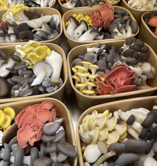 Oyster Mushroom Medley Kai Kai Farm