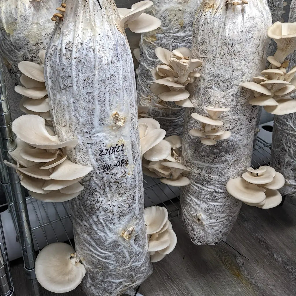 Oyster Mushrooms Grown On Sugarcane Pasteurised With Hydrated Lime