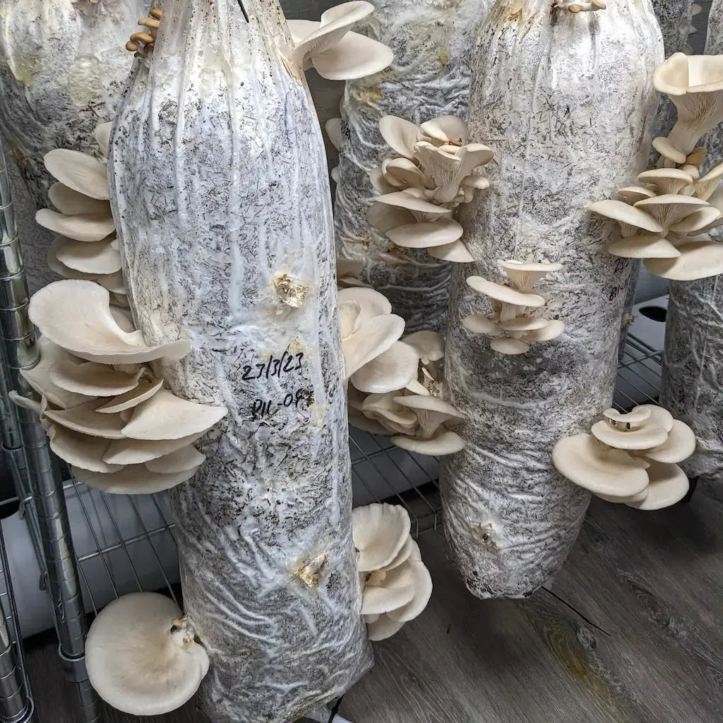 Oyster Mushrooms Grown On Sugarcane Pasteurised With Hydrated Lime