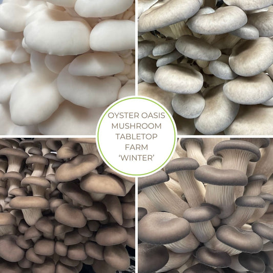 Oyster Oasis Tabletop Mushroom Farm Winter Pack