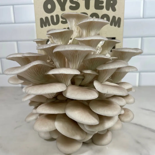 Pearl Oyster Mushroom Kit Fruiting