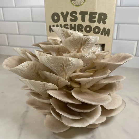 Pearl Oyster Mushroom Kit Ready For Harvest Time