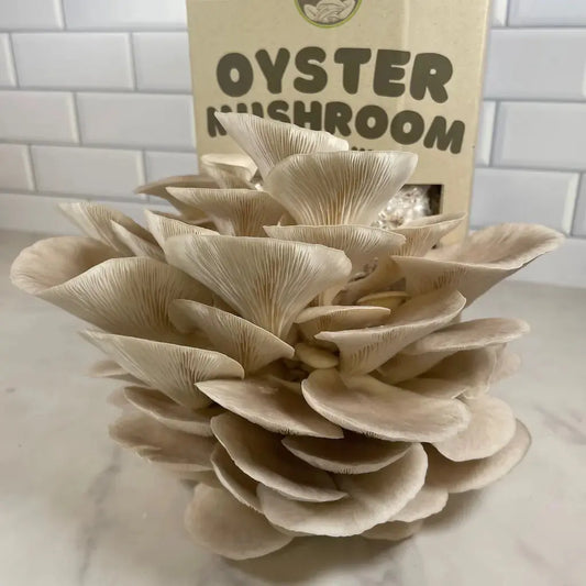 Kai Kai Farm's Organic Pearl Oyster Mushroom Kit Ready For Harvest Time