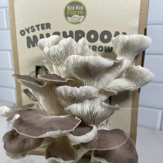 Phoenix oyster mushrooms in front of a 'Kai Kai Farm' branded box