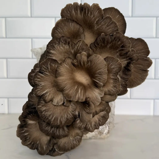 Phoenix or Italian oyster mushroom fruiting cluster from a mushroom grow kit