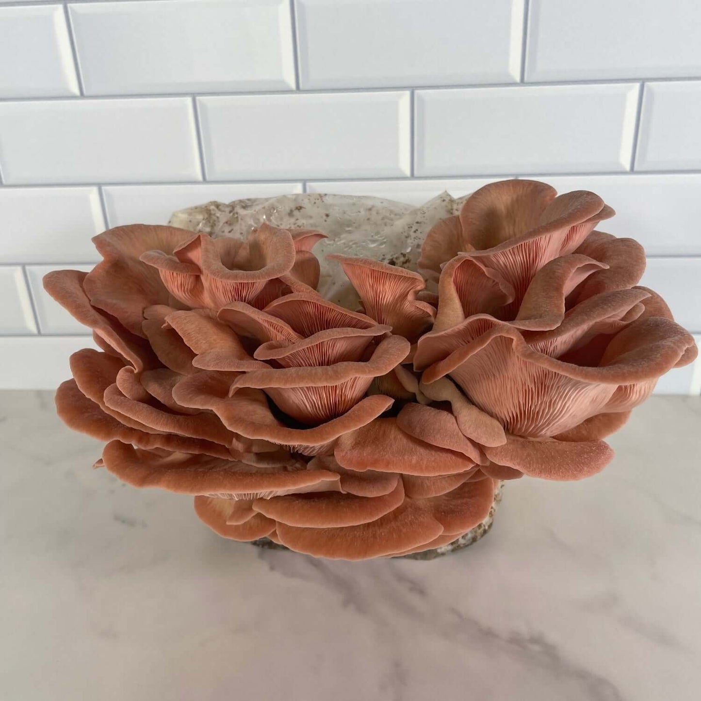 Cluster of pink oysters ready for harvest