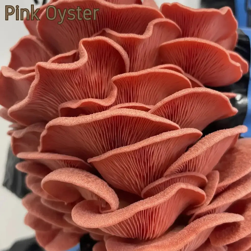Pink Oyster Mushrooms Grown on Pasteurised Master's Mix