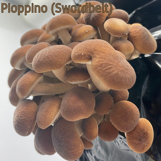 Cluster of Pioppino Mushrooms Fruiting On A Grow Block
