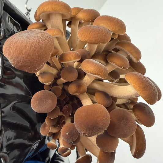Cluster of Pioppino Mushrooms Fruiting On A Grow Block