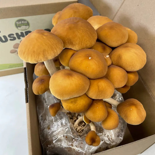 Pioppino aka Black Poplar Mushroom Grow Kit Fruiting