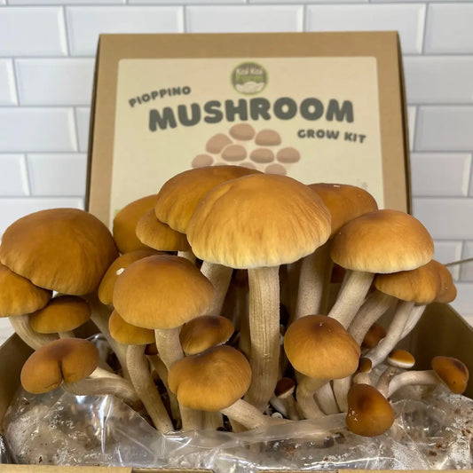 Pioppino aka Swordbelt Mushroom Kit Fruiting