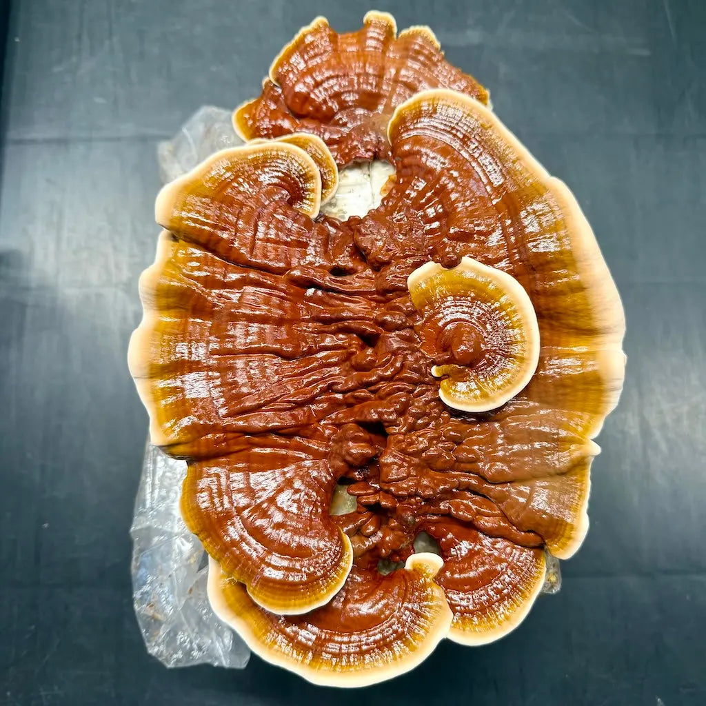 Reishi fruiting on a hardwood and wheat bran block