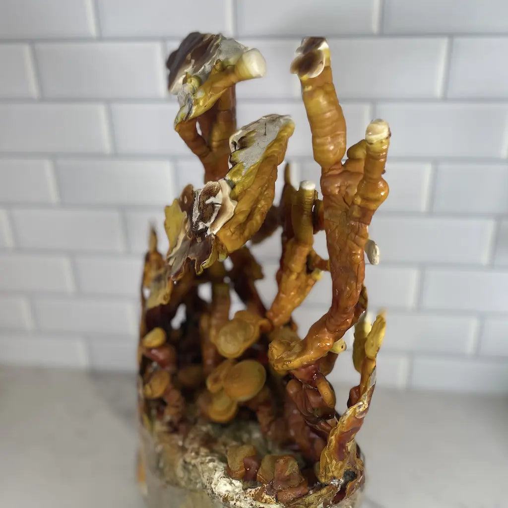 Reishi Antlers Forming On A Fruiting Block With Hardwood Pellets And Organic Wheat Bran