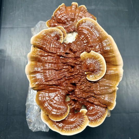 Reishi Forming On A Fruiting Block With Hardwood Pellets And Organic Wheat Bran