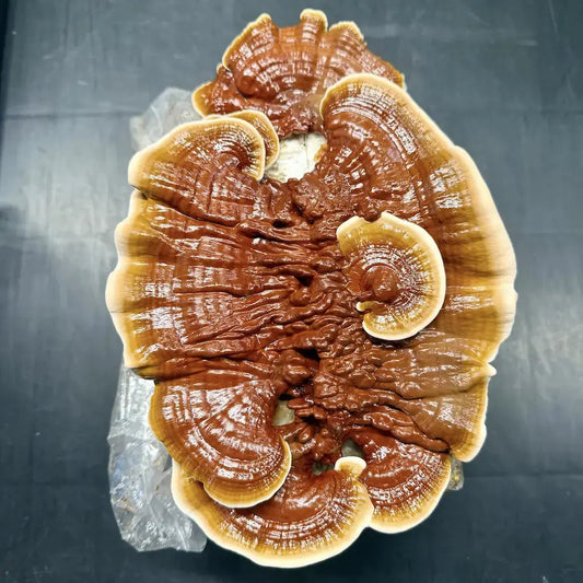 Reishi Forming On A Fruiting Block With Hardwood Pellets And Organic Wheat Bran