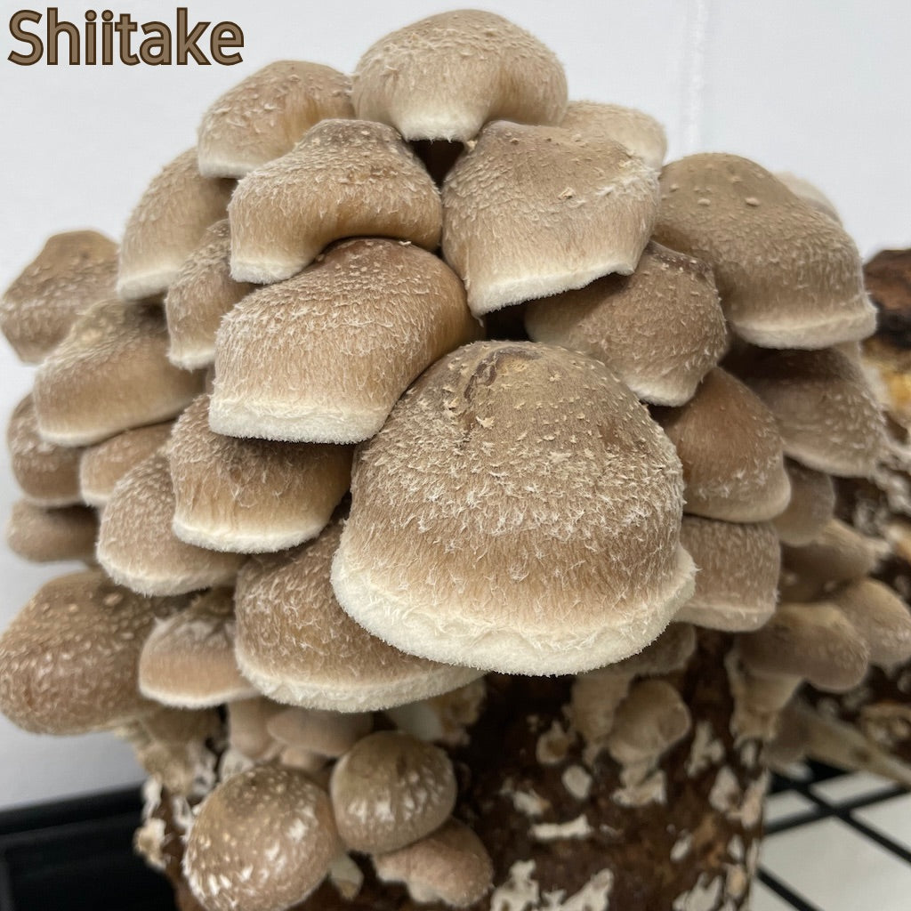 Shiitake Fruiting On A Hardwood And Organic Wheat Bran Block